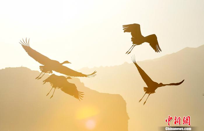 资料图为2019年12月29日,拉萨市林周县黑颈鹤展翅高飞。 <a target='_blank' href='/'>中新社</a>记者 李林 摄 资料图为2019年12月29日,拉萨市林周县黑颈鹤展翅高飞。 <a target='_blank' href='/'>中新社</a>记者 李林 摄