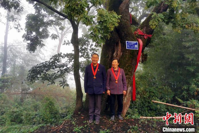 湖北巴东:一家四代接力守护古槐树