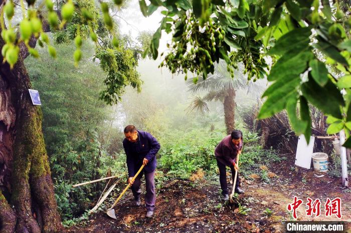 谭正恩、汪达翠夫妇在古树下清理杂物。 阙晋伟 摄 谭正恩、汪达翠夫妇在古树下清理杂物。 阙晋伟 摄