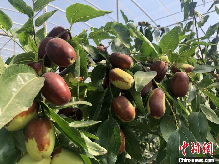 “煤炭大县”山西柳林走出农业振兴新路：调结构扩规模拓品牌