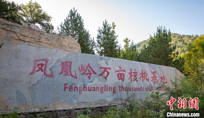 柳林县凤凰岭万亩核桃基地，于2018年被列入第三批国家级核桃示范基地名单。　王凤云 摄