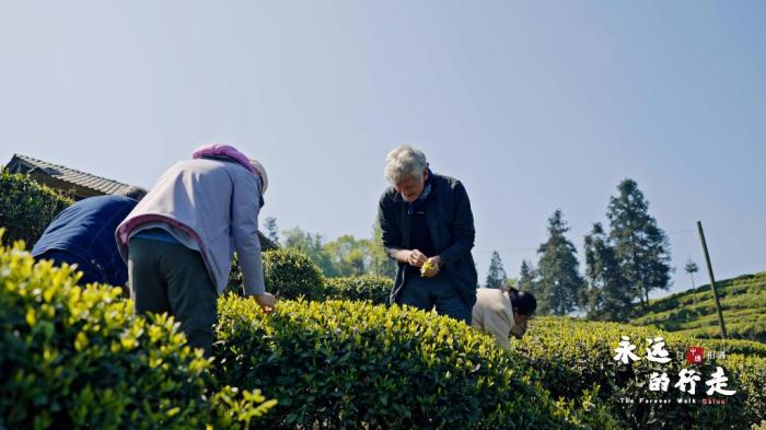 保罗在四川雅安采茶。 上海广播电视台纪录片中心 供图 保罗在四川雅安采茶。 上海广播电视台纪录片中心 供图