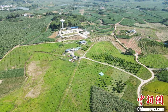 航拍那齐村香水莲雾基地。　王伟臣 摄