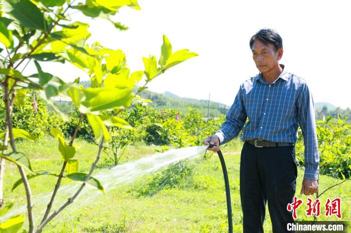 侯明智给香水莲雾果树浇水。　王伟臣 摄