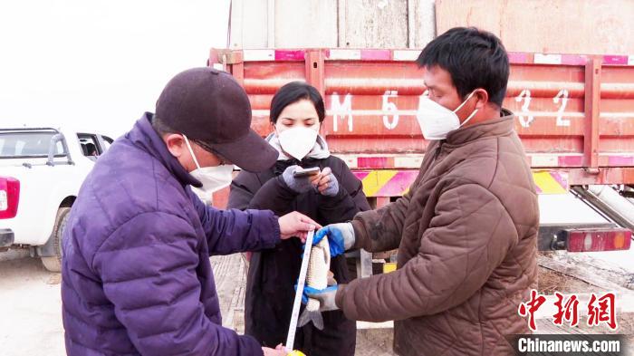 在新疆巴州博湖县大河口水域的增殖放流活动现场,工作人员在对鱼苗进行苗种鉴定、称量计数。 都古尔加甫? 摄 在新疆巴州博湖县大河口水域的增殖放流活动现场,工作人员在对鱼苗进行苗种鉴定、称量计数。 都古尔加甫? 摄