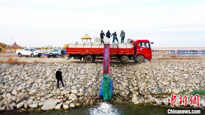 新疆巴州博湖县开展增殖放流活动,550万尾经济类鱼苗被投放至博斯腾湖中,数量创历史新高。 都古尔加甫? 摄 新疆巴州博湖县开展增殖放流活动,550万尾经济类鱼苗被投放至博斯腾湖中,数量创历史新高。 都古尔加甫? 摄