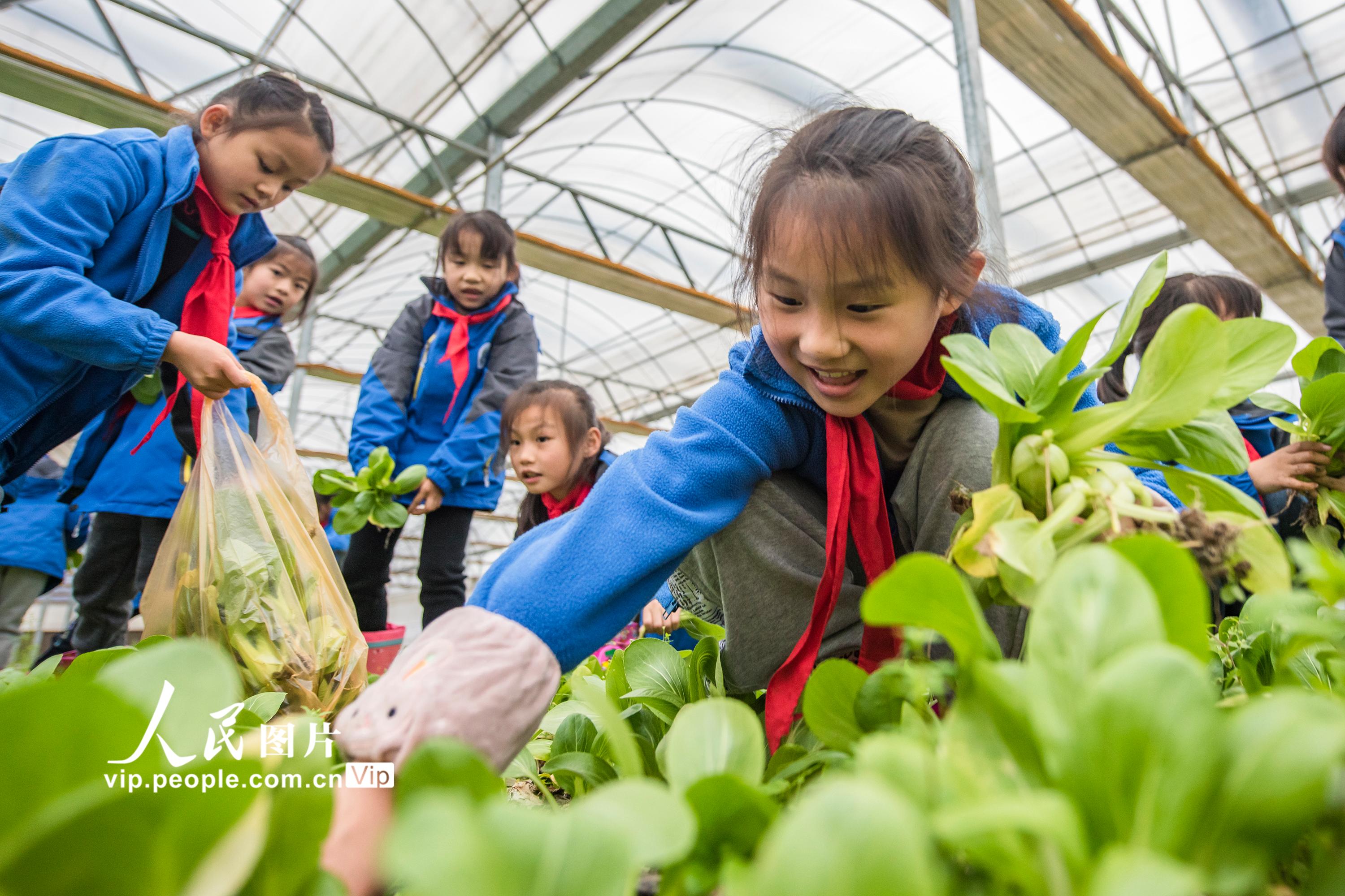 安徽省芜湖市繁昌区峨山镇沈弄村金佰园蔬菜基地里，城东小学的学生正在学习采摘青菜。
