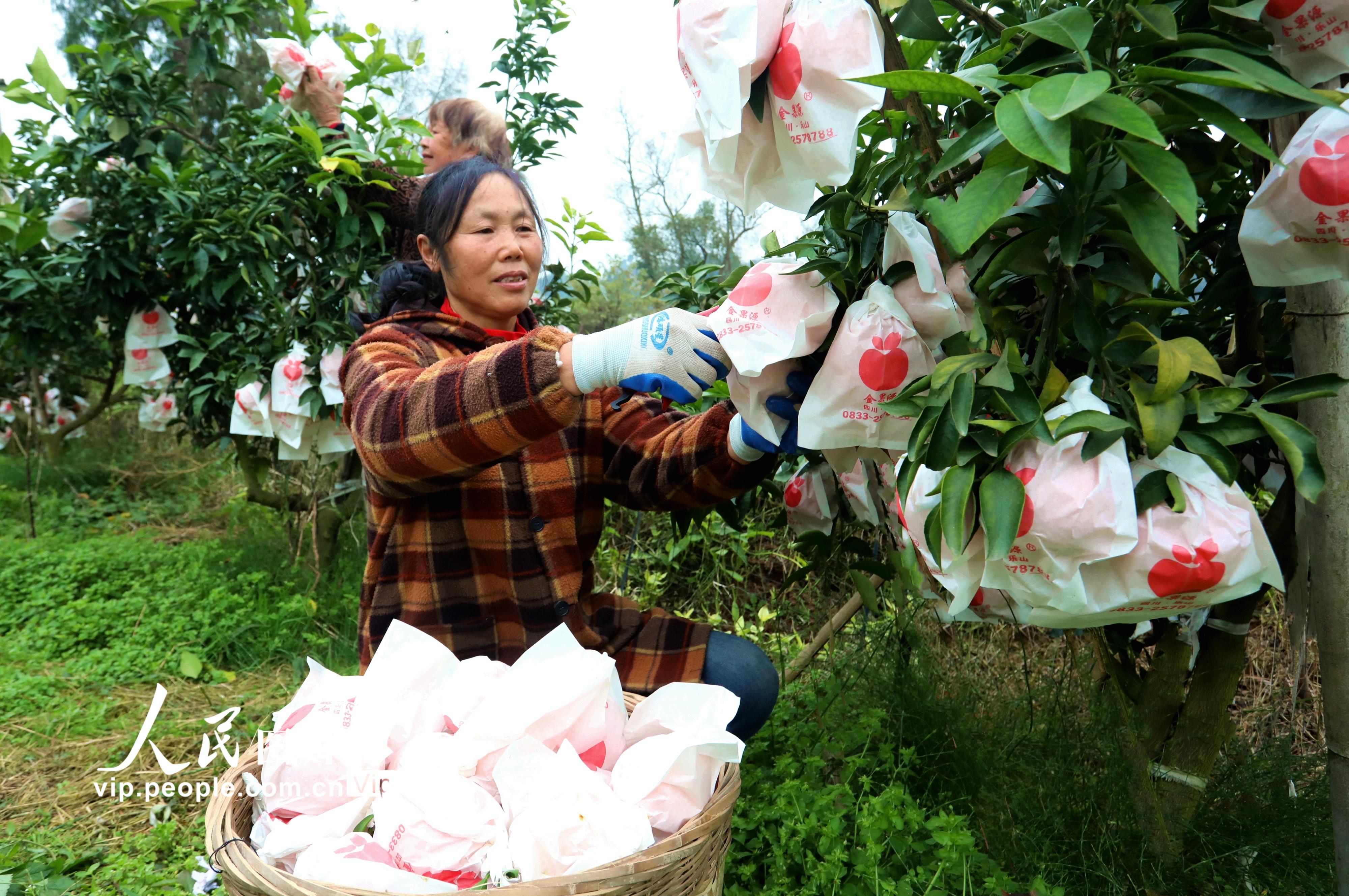 四川仁寿：柑橘丰收 助农增收