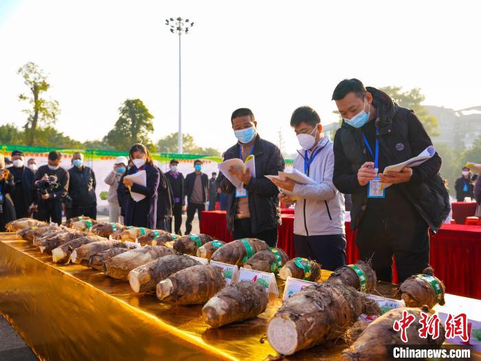 广西荔浦市举办第六届荔浦芋文化节创新推出“芋制菜”