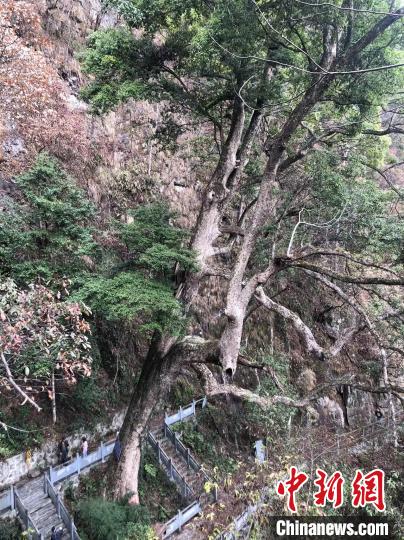 贵州警方破获系列危害国家重点保护植物案