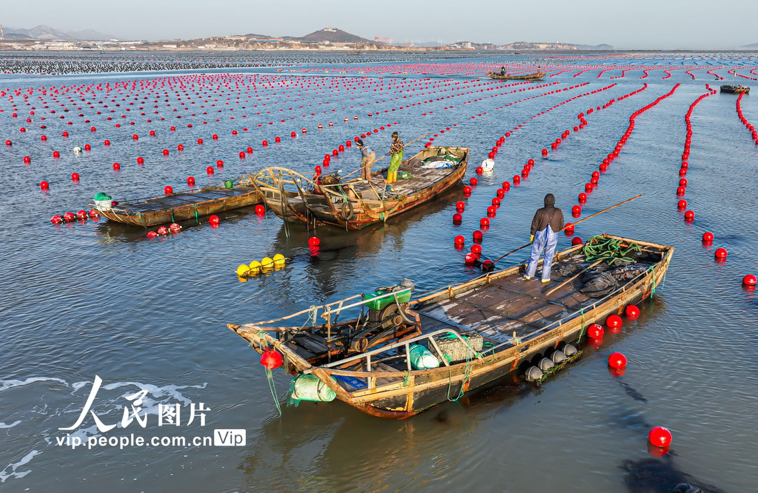 山东荣成：海洋牧场冬管忙