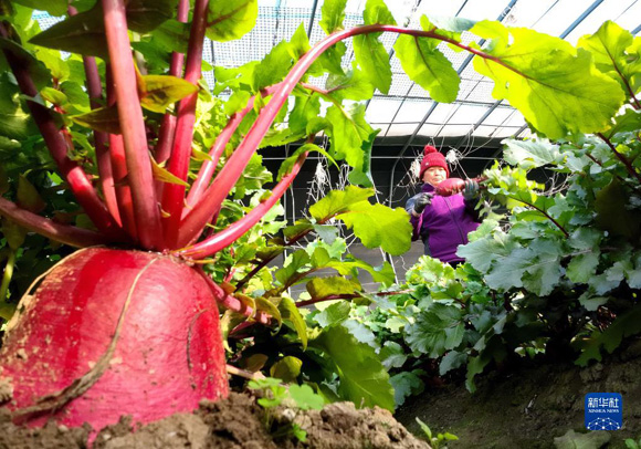 1月25日，河北省滦州市茨榆坨镇的农民在大棚里采收红萝卜。