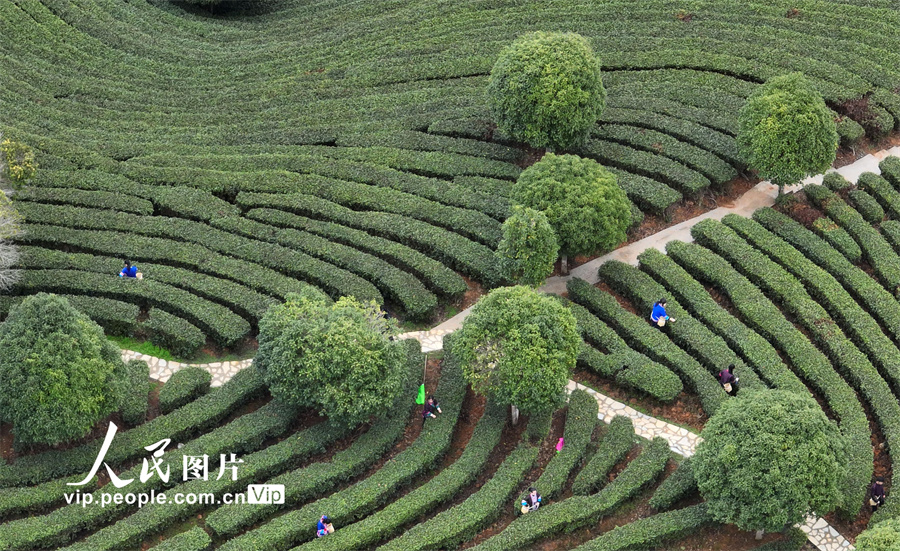 2月9日，在广西柳州市三江侗族自治县古宜镇光辉村马湾茶场，群众在茶园里采摘春茶。