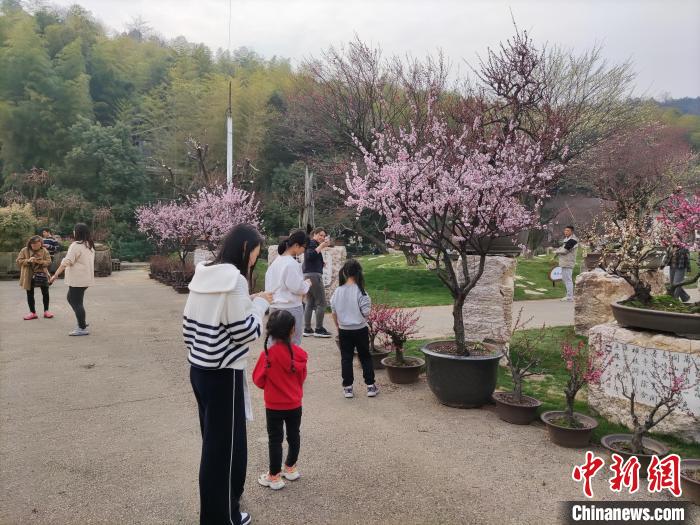 台胞台属欣赏梅花 王全 供图