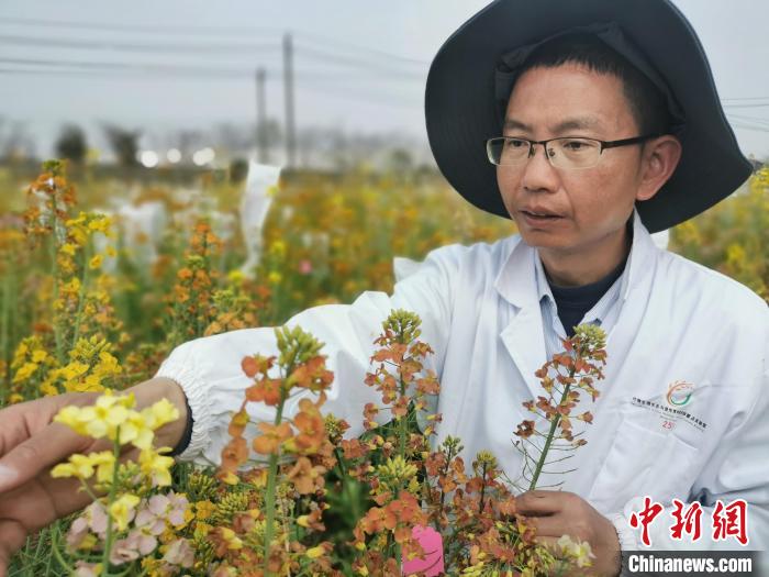 付东辉在江西农业大学彩色油菜花基地中观察彩色油菜花培养效果。 熊锦阳 摄 付东辉在江西农业大学彩色油菜花基地中观察彩色油菜花培养效果。 熊锦阳 摄