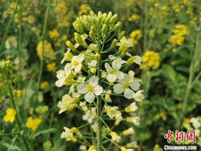 付东辉团队培养出的彩色油菜花(青白色)。 熊锦阳 摄 付东辉团队培养出的彩色油菜花(青白色)。 熊锦阳 摄