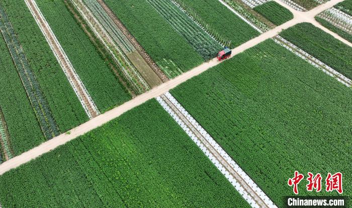 助推成渝现代高效特色农业带建设海外华文媒体点赞重庆潼南农业发展