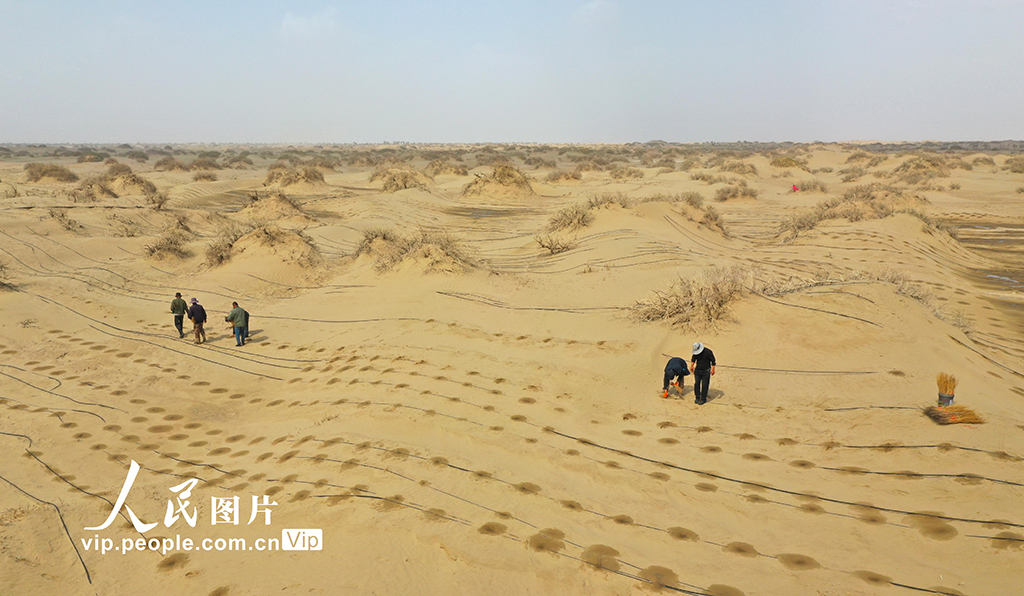 新疆尉犁：防沙治沙筑牢生态屏障