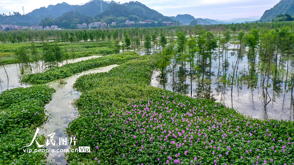 浙江淳安：水上森林绿意盎然