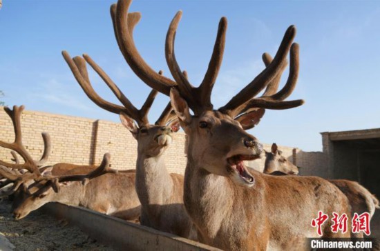 新疆兵团塔河鹿茸丰收