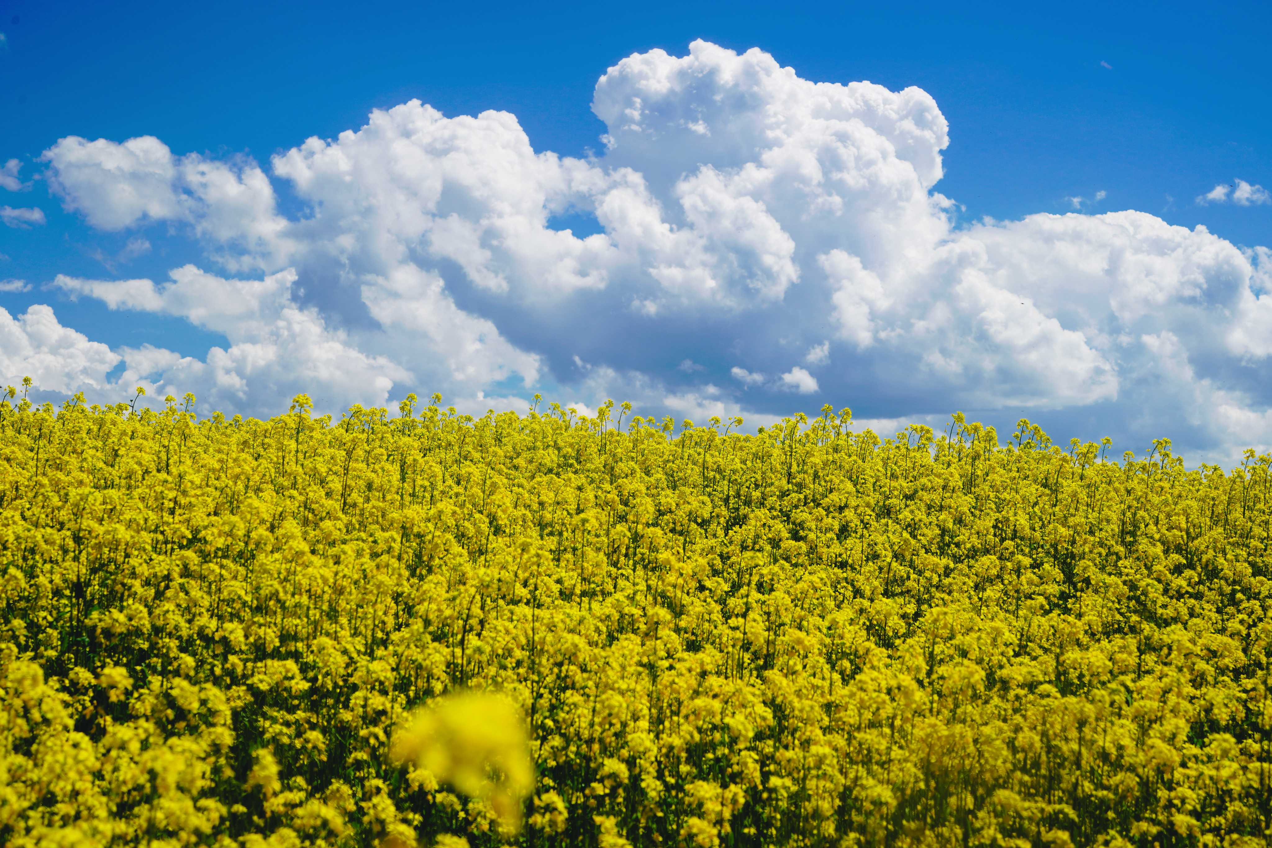 唐克镇万亩油菜花田美景。若尔盖县委宣传部供图