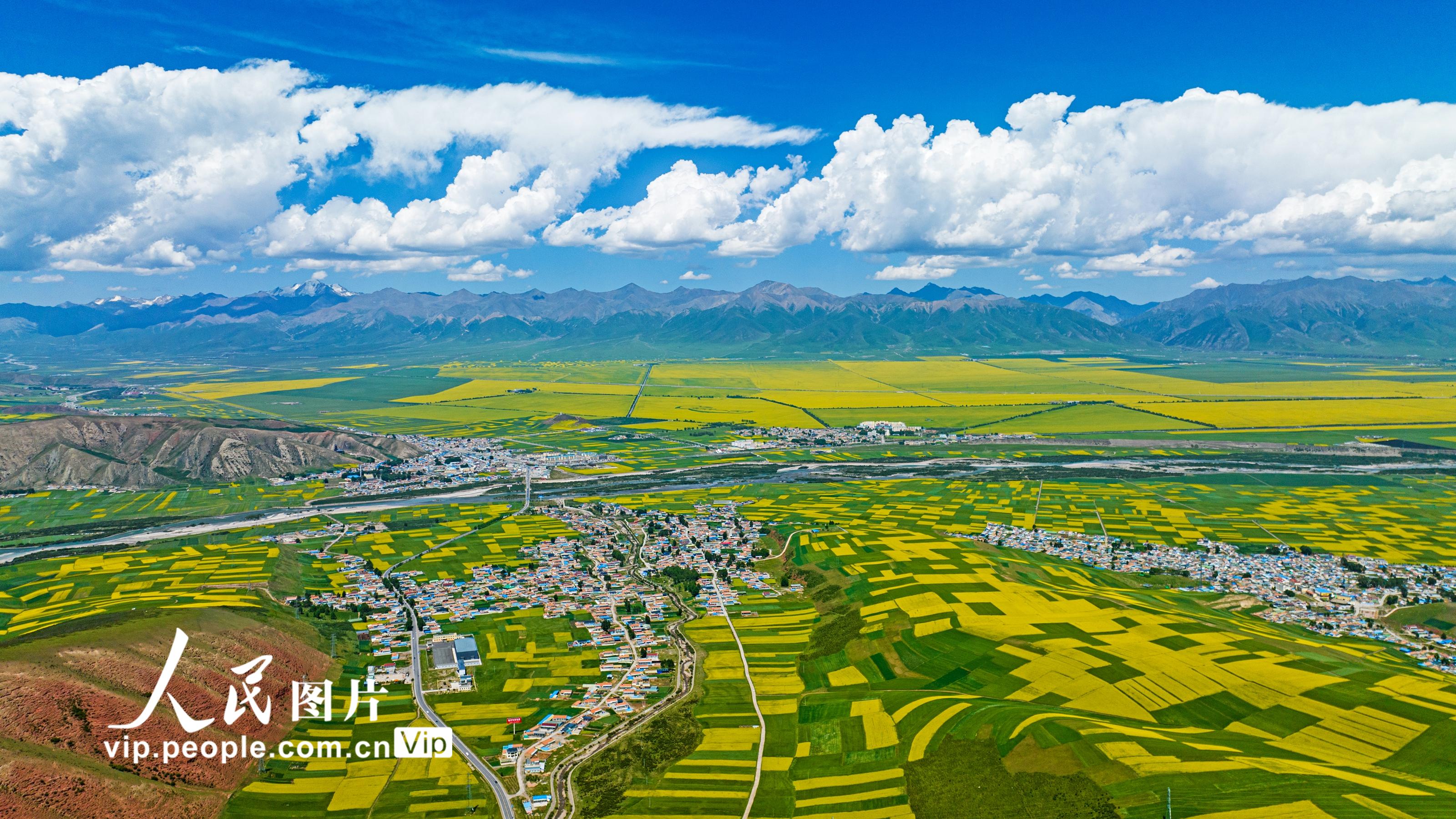 青海门源：油菜花竞相绽放