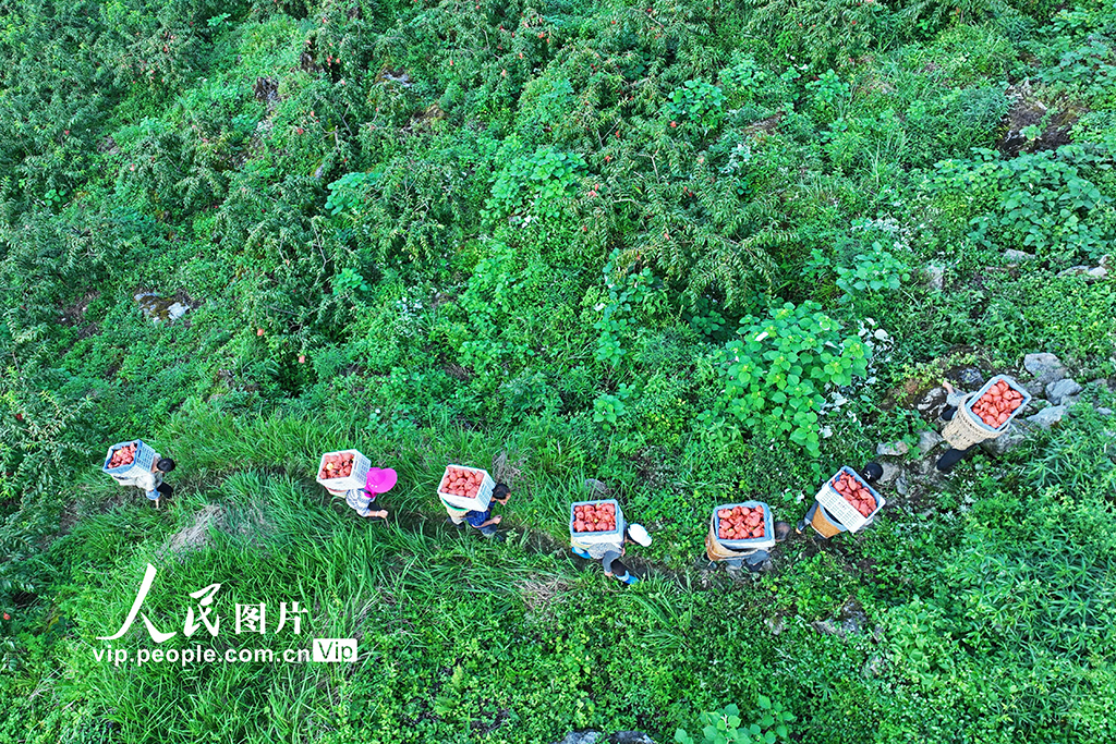 重庆彭水：石旮旯里种出致富桃