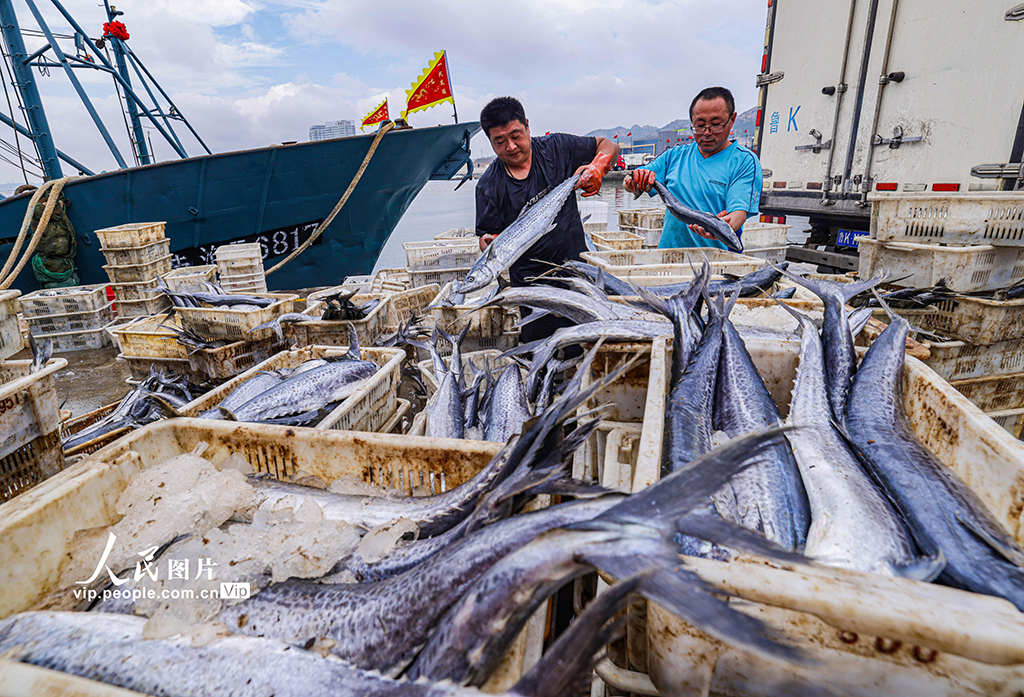开海归来鱼满舱