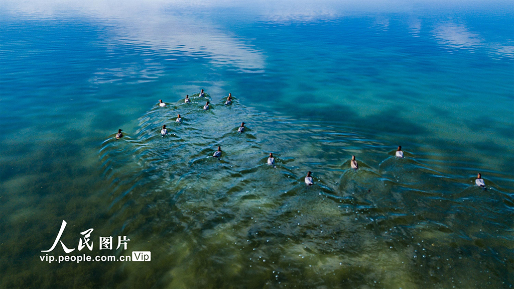 甘肃敦煌：阳关湿地候鸟翩跹