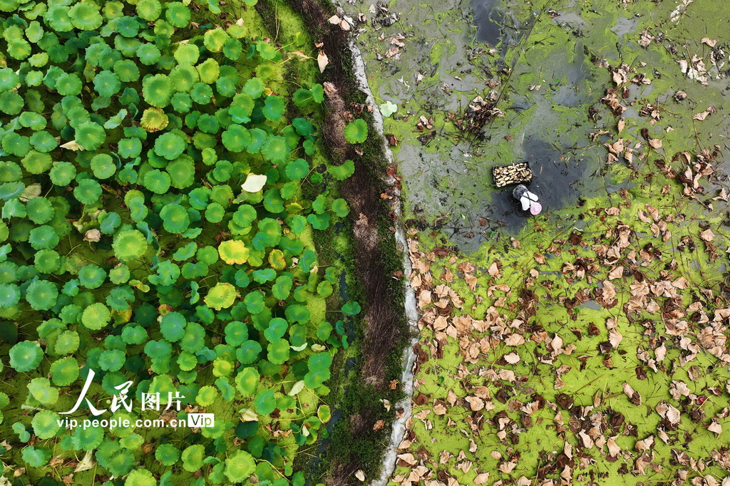 重庆黔江：秋日挖藕忙