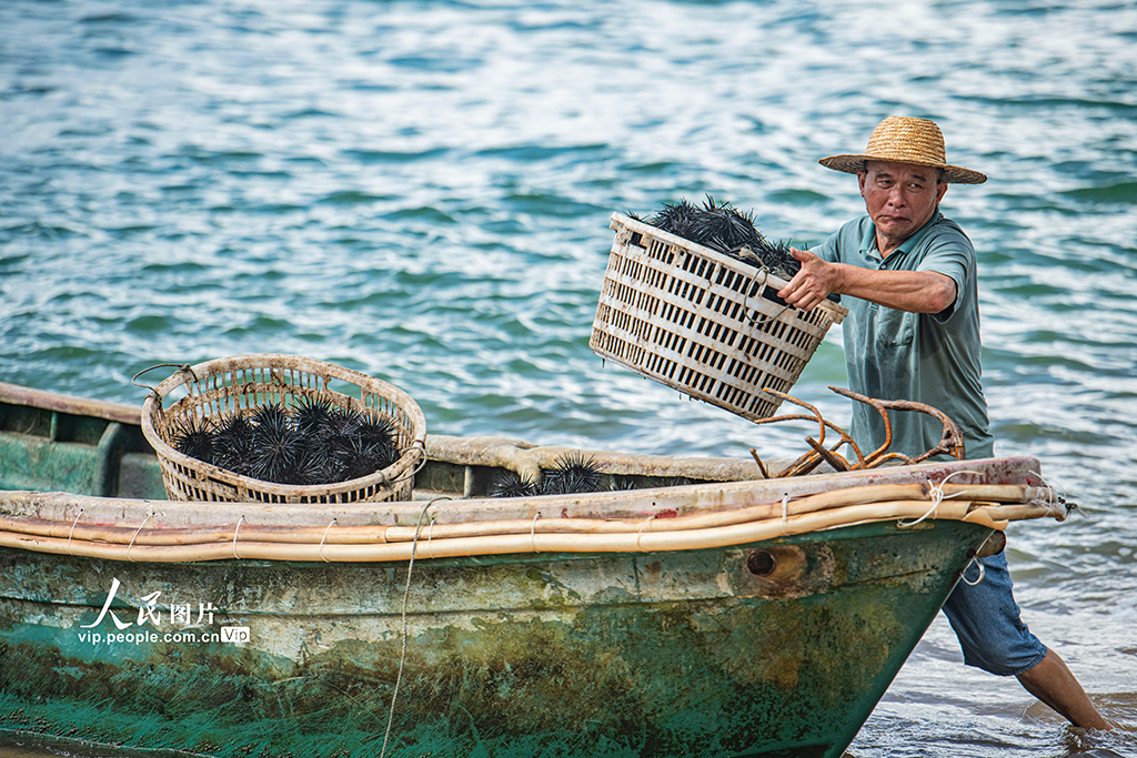 海南万宁：秋来海胆肥