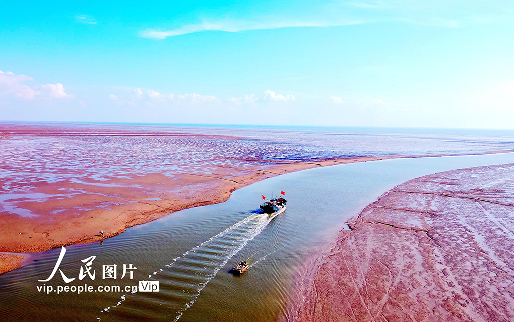 山东东营：湿地“红妆”