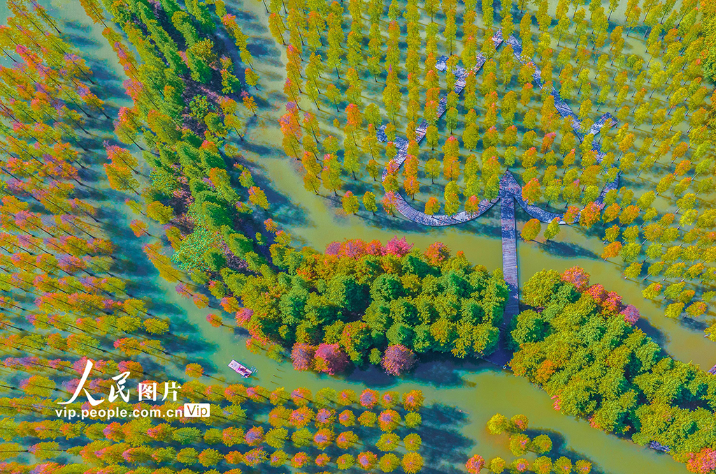江苏泗洪：水上杉林色彩斑斓